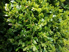 Buxus sempervirens