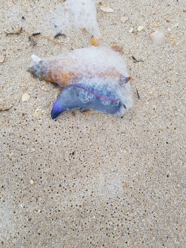 photo of Portuguese Man O' War (Physalia physalis)