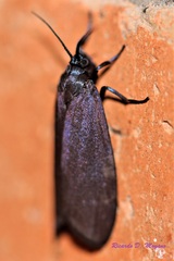 Urodidae
