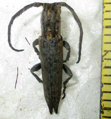 Aethiopia elongata