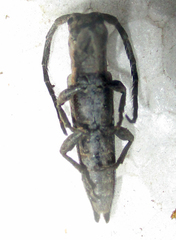 Aethiopia elongata