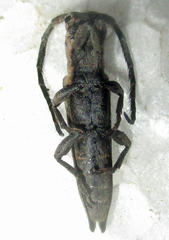 Aethiopia elongata
