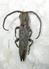 Aethiopia elongata