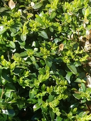 Buxus sempervirens