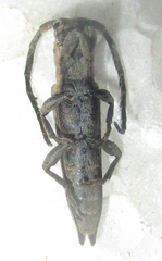 Aethiopia elongata