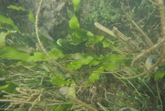Caulerpa prolifera