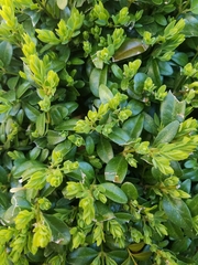 Buxus sempervirens