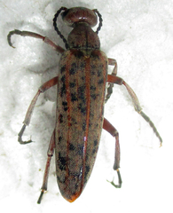Australytta spilotella