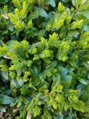 Buxus sempervirens