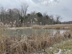 Phragmites australis