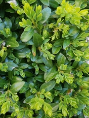 Buxus sempervirens