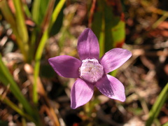 Gentianella auriculata