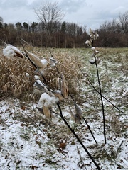 Asclepias syriaca