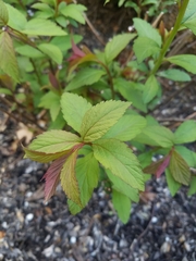 Spiraea tomentosa