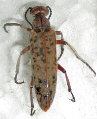 Australytta spilotella