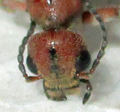 Australytta spilotella