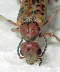 Australytta spilotella