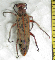 Australytta spilotella