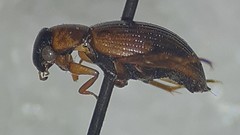 Berosus sayi