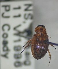 Berosus sayi