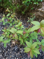 Spiraea tomentosa