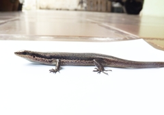 Maracaiba zuliae