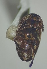 Sciodrepoides terminans