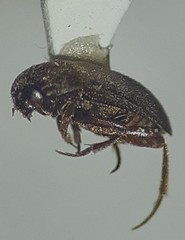 Sciodrepoides terminans