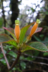 Columnea poortmannii