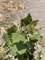 Populus