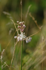 Allium podolicum