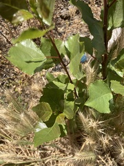 Populus