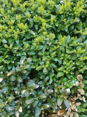 Buxus sempervirens