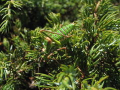 Steropleurus chopardi