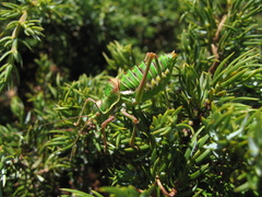 Steropleurus chopardi