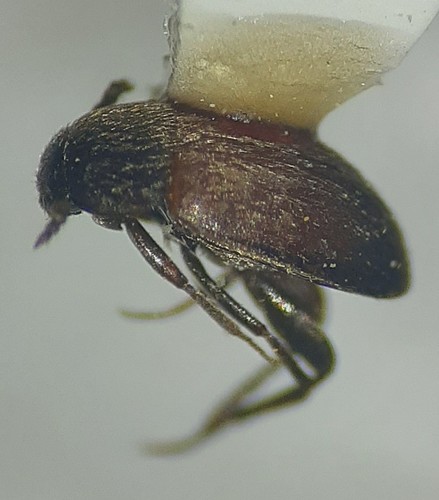 America Round Fungus Beetle