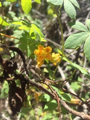 Tropaeolum ciliatum