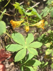 Tropaeolum ciliatum