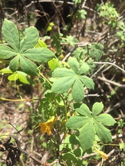 Tropaeolum ciliatum