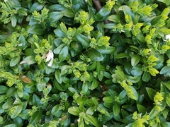 Buxus sempervirens