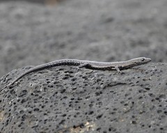 Cryptoblepharus ater