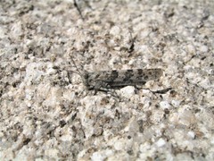 Sphingonotus corsicus