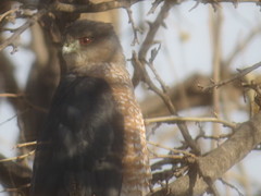 Accipiter cooperii