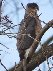 Accipiter cooperii