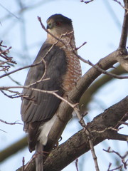Accipiter cooperii