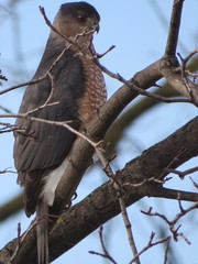 Accipiter cooperii