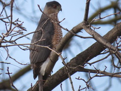 Accipiter cooperii