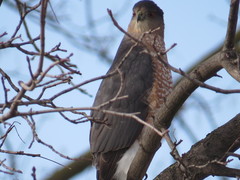 Accipiter cooperii