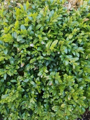 Buxus sempervirens