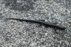 Cryptoblepharus ater